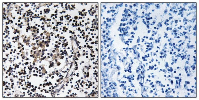 Merck Anti-SLC30A4 antibody produced in rabbit
