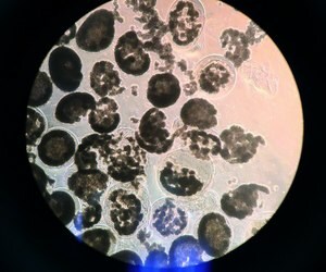 Merck CELL-IN-A-BOX (R) DECAPSULATION SOLUTION