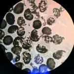 Merck CELL-IN-A-BOX (R) DECAPSULATION SOLUTION