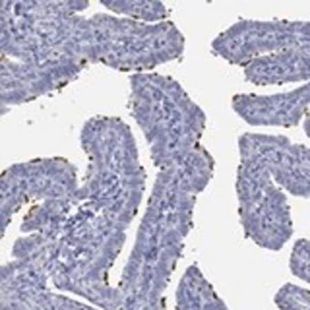 Merck Anti-PPIL6 antibody produced in rabbit