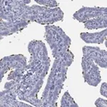 Merck Anti-PPIL6 antibody produced in rabbit