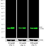 Thermo Fisher Scientific Goat anti-Mouse IgG (H+L) Cross-Adsorbed Secondary Antibody, Alexa Fluor 790