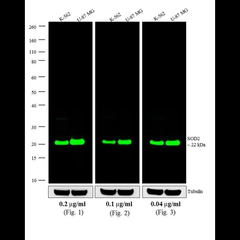 Thermo Fisher Scientific Goat anti-Mouse IgG (H+L) Cross-Adsorbed Secondary Antibody, Alexa Fluor 790