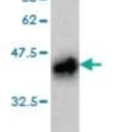 Merck MONOCLONAL ANTI-PLAG1