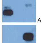 Thermo Fisher Scientific Mouse anti-Human IgG Fc Secondary Antibody