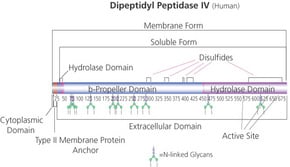 Merck DIPEPTIDYL PEPTIDASE IV
