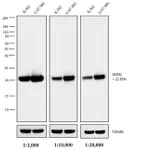 Thermo Fisher Scientific Goat anti-Mouse IgG (H+L) Highly Cross-Adsorbed Secondary Antibody, AP