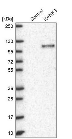 Merck Anti-KANK3 antibody produced in rabbit
