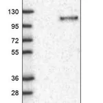 Merck Anti-KANK3 antibody produced in rabbit
