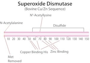 Merck SUPEROXIDE DISMUTASE, BOVINE