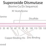 Merck SUPEROXIDE DISMUTASE, BOVINE