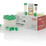 Thermo Fisher Scientific One Shot MAX Efficiency DH10B T1 Phage-Resistant Cells