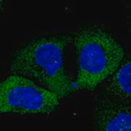 Merck Anti-GANC antibody produced in rabbit