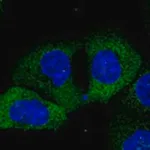 Merck Anti-GANC antibody produced in rabbit