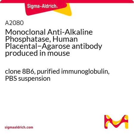 Merck Monoclonal Anti-Alkaline Phosphatase, Human Placental-Agarose antibody produced in mouse