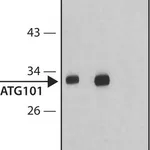 Merck Anti-Atg101 antibody produced in rabbit