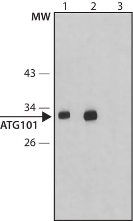 Merck Anti-Atg101 antibody produced in rabbit