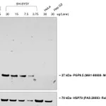 Thermo Fisher Scientific Goat anti-Mouse IgG (H+L) Poly-HRP Secondary Antibody, HRP
