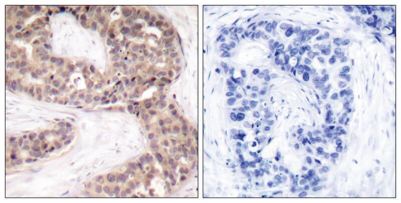 Merck Anti-G3BP-1 antibody produced in rabbit