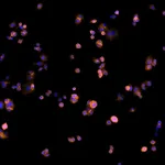 Thermo Fisher Scientific Goat anti-Human IgG (H+L) Cross-Adsorbed Secondary Antibody, Alexa Fluor Plus 594