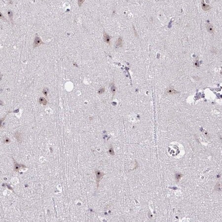Merck Anti-CEP72 antibody produced in rabbit