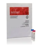 Thermo Fisher Scientific LC3B Antibody Kit for Autophagy