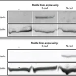 Merck RABBIT ANTI-GAMMA TUBULIN, IGG FRACTION
