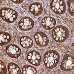 Merck Anti-LSM12 antibody produced in rabbit