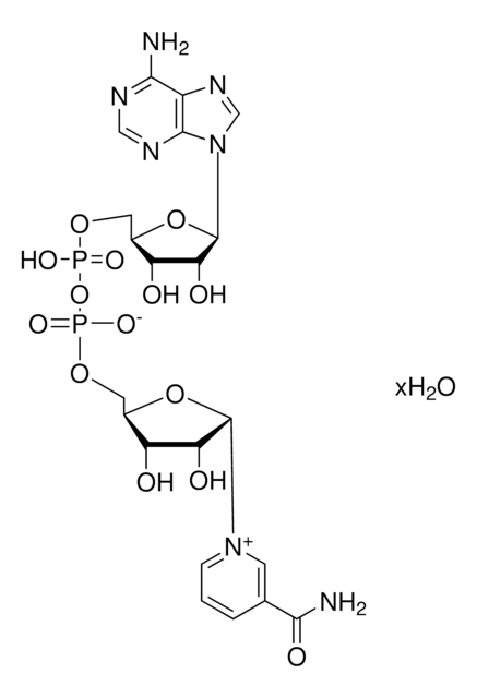 Merck B-NICOTINAMIDE ADENINE DINUCLEOTIDE