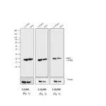 Thermo Fisher Scientific Goat anti-Mouse IgG (H+L) Cross-Adsorbed Secondary Antibody, AP