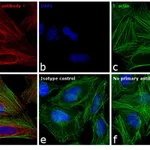 Thermo Fisher Scientific Goat anti-Mouse IgG (H+L) Cross-Adsorbed Secondary Antibody, APC