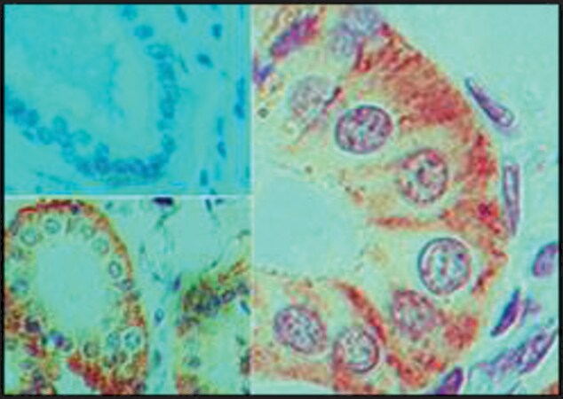 Merck Monoclonal Anti-IL-17F antibody produced in mouse