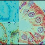 Merck Monoclonal Anti-IL-17F antibody produced in mouse