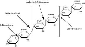 Merck CELLOBIOHYDROLASE I FROM HYPOCREA&