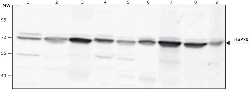 Merck Anti-HSP70 antibody produced in rabbit