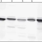 Merck Anti-HSP70 antibody produced in rabbit
