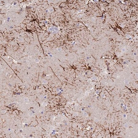 Merck Anti-STK25 antibody produced in rabbit