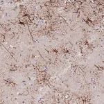 Merck Anti-STK25 antibody produced in rabbit
