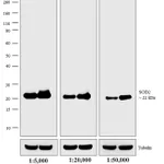 Thermo Fisher Scientific Goat anti-Mouse IgG, IgM (H+L) Secondary Antibody, AP