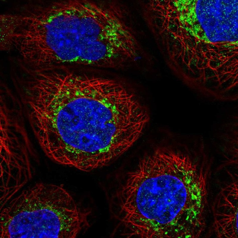 Atlas Antibodies Anti-NDUFB6 Antibody