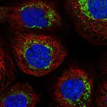 Atlas Antibodies Anti-NDUFB6 Antibody