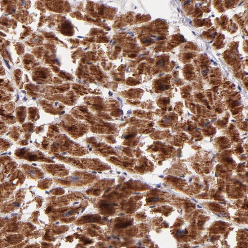 Atlas Antibodies Anti-NDUFB7 Antibody