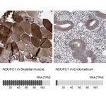 Atlas Antibodies Anti-NDUFC1 Antibody