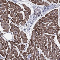 Atlas Antibodies Anti-NDUFS8 Antibody