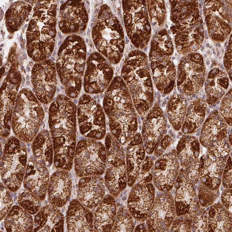 Atlas Antibodies Anti-NDUFS6 Antibody
