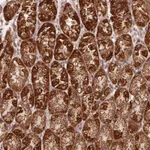 Atlas Antibodies Anti-NDUFS6 Antibody