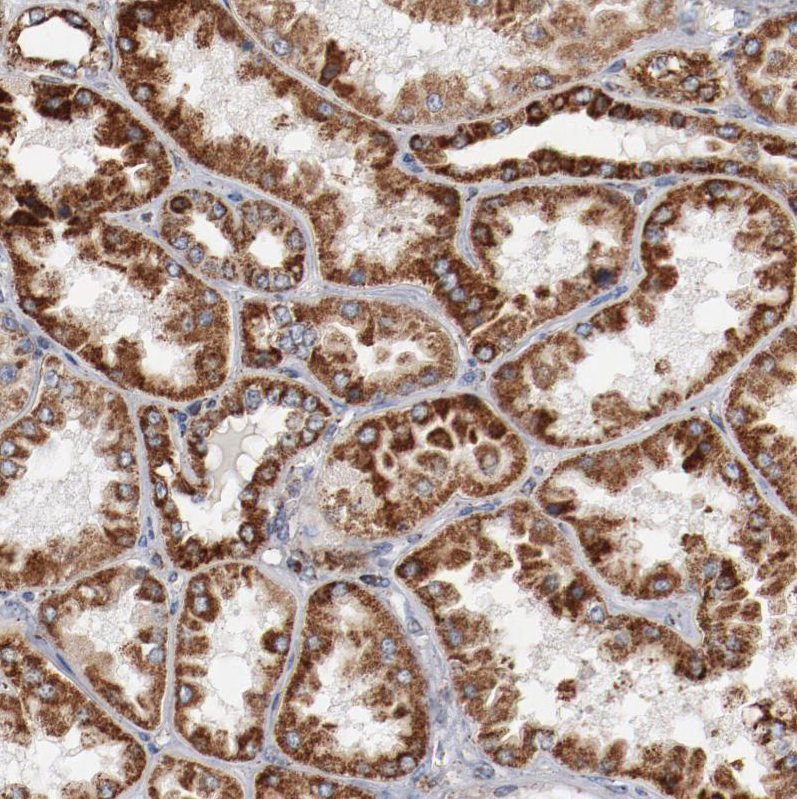 Atlas Antibodies Anti-NDUFS4 Antibody