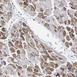 Atlas Antibodies Anti-NEBL Antibody