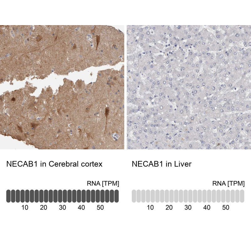 Atlas Antibodies Anti-NECAB1 Antibody