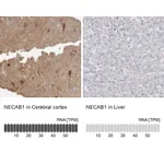 Atlas Antibodies Anti-NECAB1 Antibody